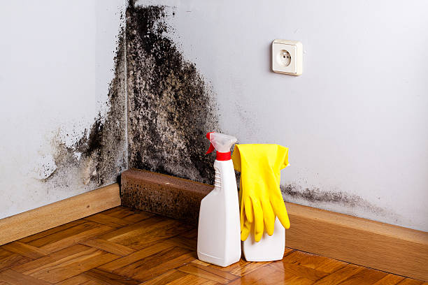 Best White Mold Remediation in Six Mile Run, NJ